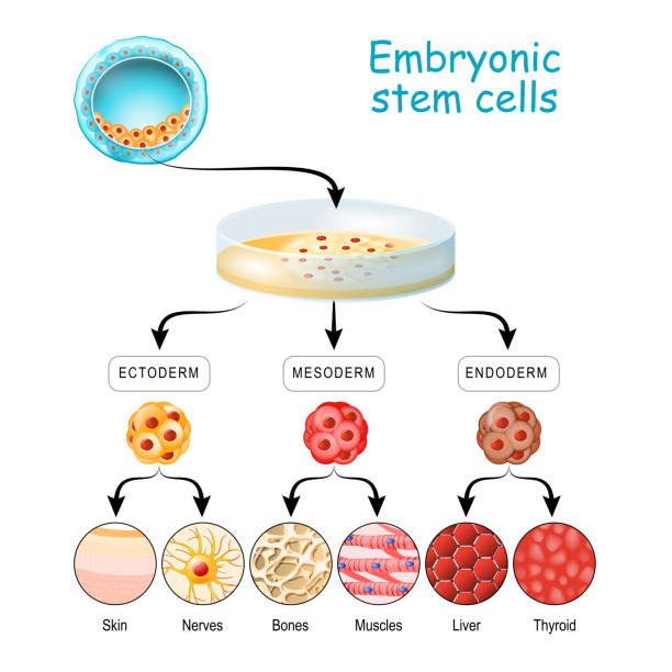 細胞の効力。多能性から多能、多能、単能細胞へ。内胚葉、中胚葉、 - blood cell red blood cell blood stem cell点のイラスト素材／クリップアート素材／マンガ素材／アイコン素材