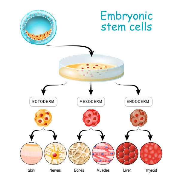 Cell potency. From Totipotent to Pluripotent, Multipotent, and Unipotent cell. endoderm, mesoderm and ectoderm. Development of fertilized egg and blastocyst to human fetus. Medical infographic. Cell potency. From Totipotent to Pluripotent, Multipotent, and Unipotent cell. endoderm, mesoderm and ectoderm. vector illustration labeled diagram stem cell illustrations stock illustrations