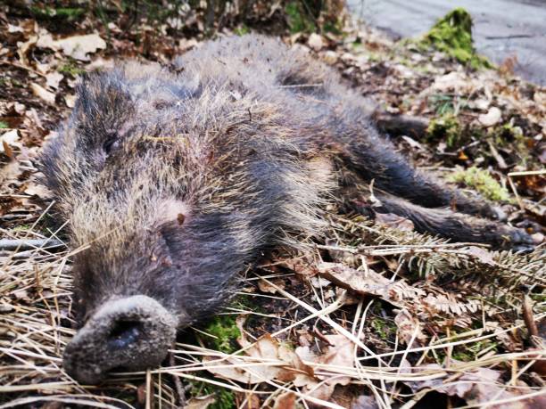 istock Dead wild hog, wild bear, wild pig 1206666334