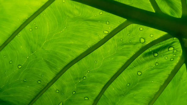istock Leaf vein shot from below in tropical setting 1206666454
