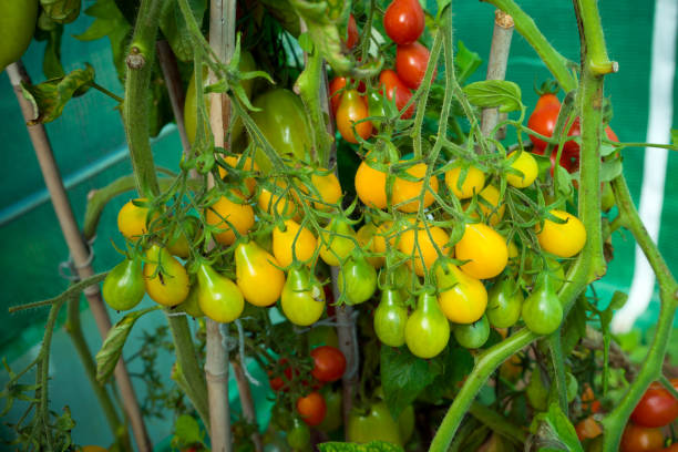 Yellow Pear-shaped Tomatoes growing in summer kitchen garden