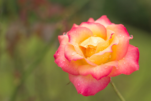 Soft focus beautiful hybrid tea rose in the garden