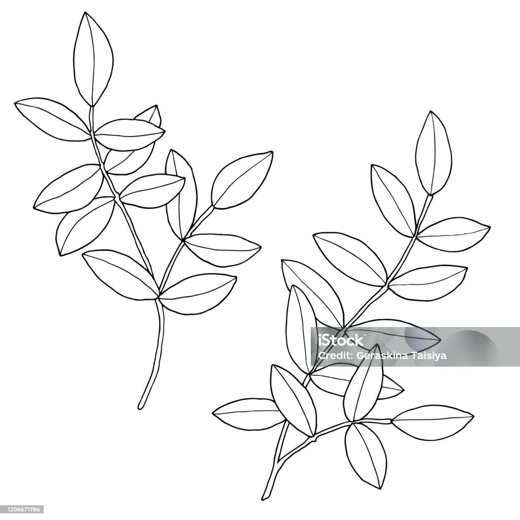 Ilustración de Ramas Con Hojas Ilustración Vectorial Dibujada A Mano Dibujo Monocromo En Tinta En Blanco Y Negro Arte Lineal Aislado Sobre Fondo Blanco Página Para Colorear y más Vectores Libres de Ilustración de Ramas Con Hojas Ilustración Vectorial Dibujada A Mano Dibujo Monocromo En Tinta En Blanco Y Negro Arte Lineal Aislado Sobre Fondo Blanco Página Para Colorear y más Vectores Libres de