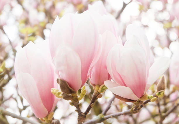 magnolia au printemps - sunlight flower magnolia flower head photos et images de collection