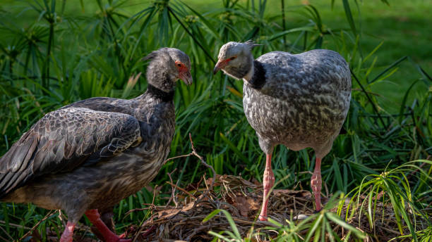 Crested Screamers pair (Chauna torquata) on their nest with egg The crested screamer (southern screamer) is a large, gray bird with occasional black and brown feathers. They live in the southern part of South America anseriformes photos stock pictures, royalty-free photos & images