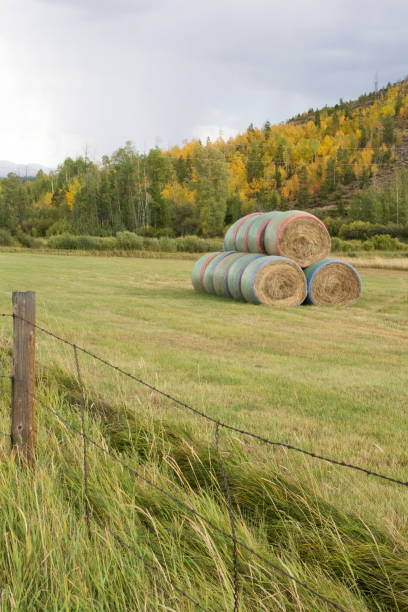 istock Hay Bales in Colorado 1206673067