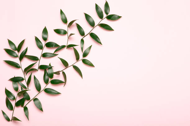 istock Green branch flat lay. Flowers minimal composition on pink background. 1206675257