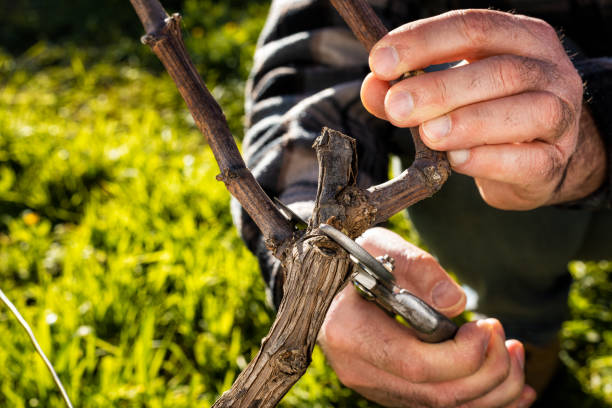 istock Farmer pruning the vine in winter. Agriculture. 1206675388