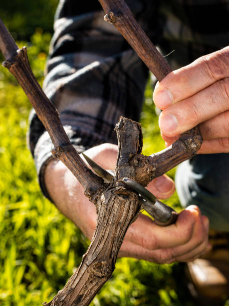 istock Farmer pruning the vine in winter. Agriculture. 1206675392