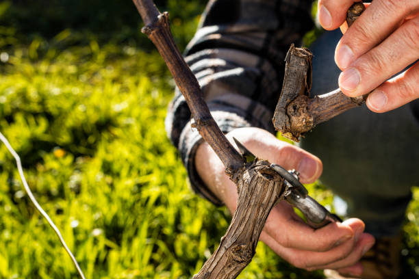 istock Farmer pruning the vine in winter. Agriculture. 1206675397