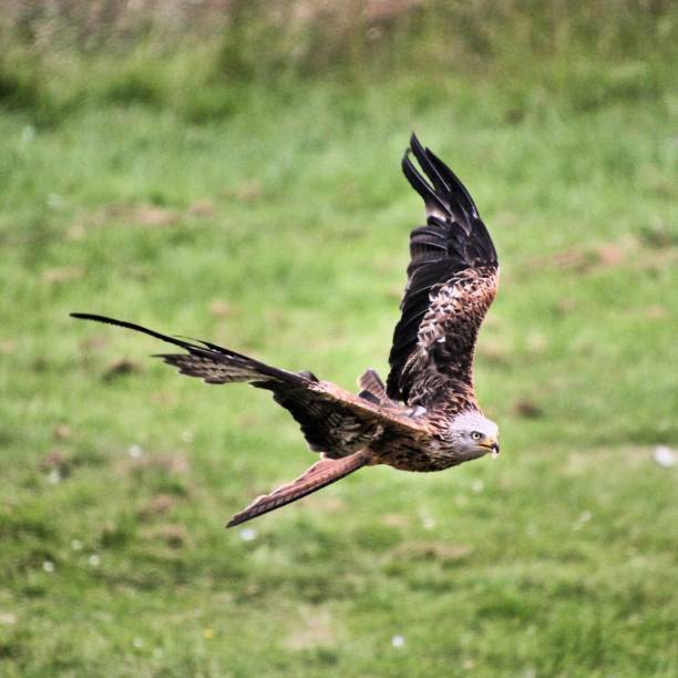 istock A view of a Red Kite in flight 1206675428