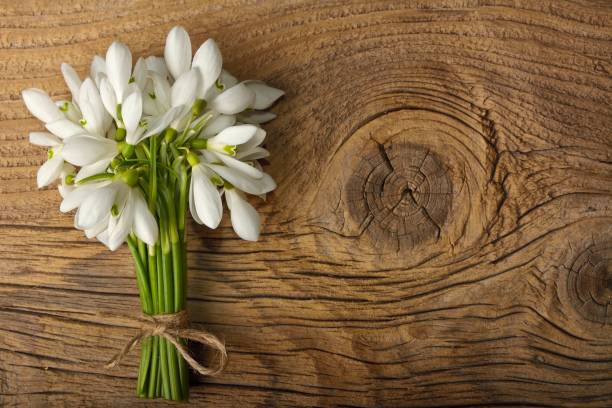 istock snowdrops bunch on wooden background 1206675527