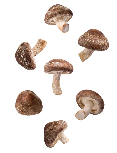 istock Shiitake Mushrooms isolated on white 1206675740