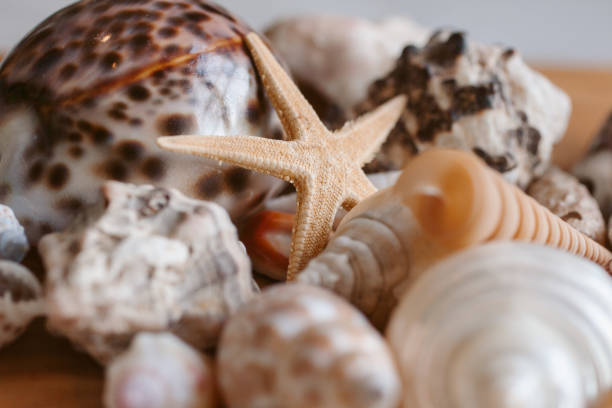 istock Seashells and starfish background. Many different seashells piled together as background and texture for design. Ocean life. 1206675966