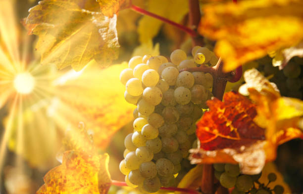 sonnenuntergang im weinberg - sunlit grapes stock-fotos und bilder