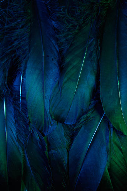 istock Neon glowing feathers of a bird background. Flat lay. 1206677062