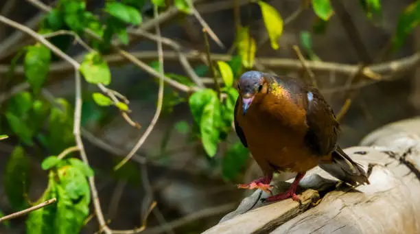 Photo of Socorro dove walking toward camera, Pigeon that is extinct in the wild, Tropical bird specie that lived on socorro island, Mexico