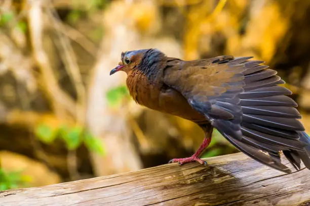Photo of socorro dove spreading its wings, Pigeon that is extinct in the wild, Tropical bird specie that lived on socorro island, Mexico