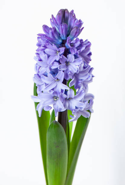 istock Blue hyacinth flower isolated on white background. Blue spring flower close up 1206678334