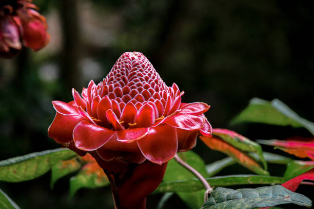 Tropical exotic flower of Etlingera elatior also known as Flower of Redemption that is native to the rainforest of Indonesia