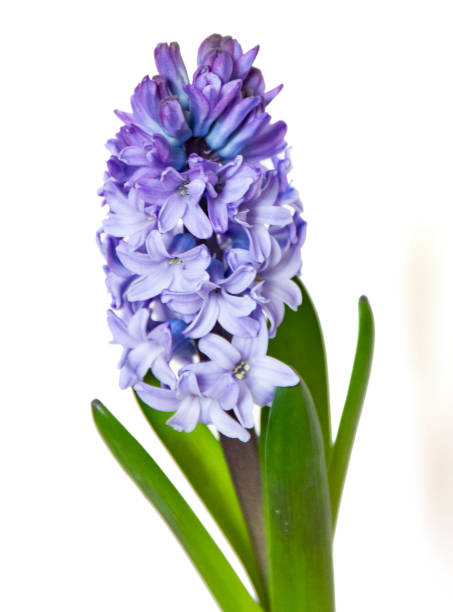 istock Blue hyacinth flower isolated on white background. Blue spring flower close up 1206678414
