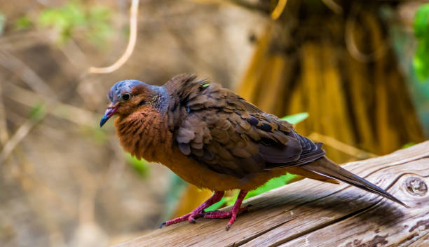 beautiful portrait of a socorro dove from the side, Pigeon that is extinct in the wild, Tropical bird specie that lived on socorro island, Mexico beautiful portrait of a socorro dove from the side, Pigeon that is extinct in the wild, Tropical bird specie that lived on socorro island, Mexico zenaida dove stock pictures, royalty-free photos & images