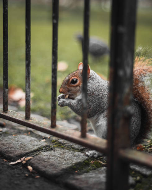 istock Close-up of a squirrel eating 1206680108