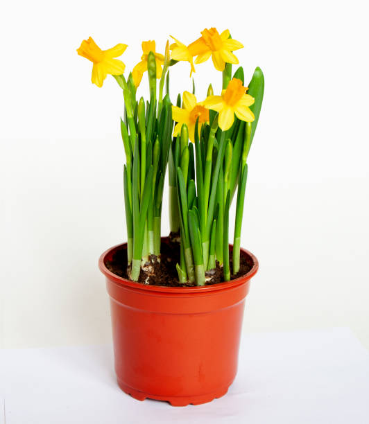 istock Yellow daffodil in pot isolated on white. Spring and Easter flowers. 1206680234