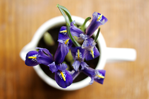 Iris flower in a white pot
