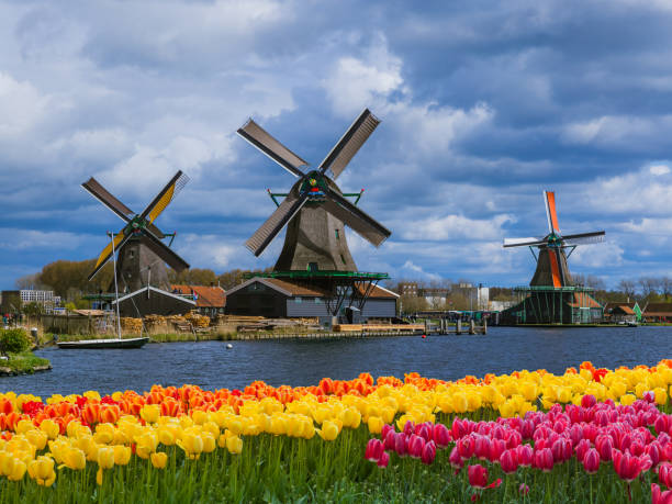 Windmills and flowers in Netherlands Windmills and flowers in Netherlands - architecture background zaanse schans stock pictures, royalty-free photos & images