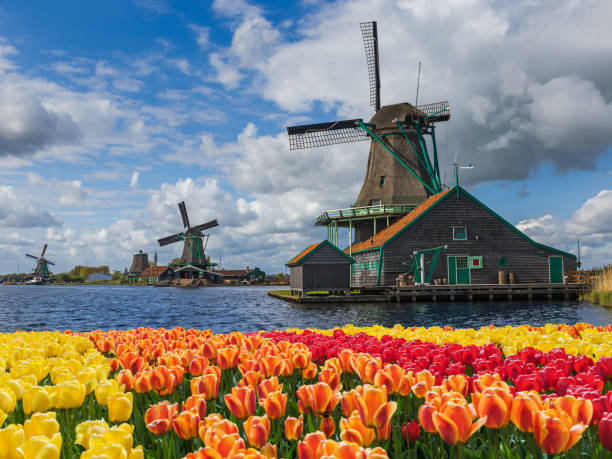 istock Windmills and flowers in Netherlands 1206681251