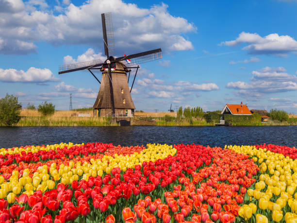 istock Windmills and flowers in Netherlands 1206682153