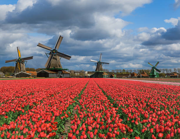 istock Windmills and flowers in Netherlands 1206682303