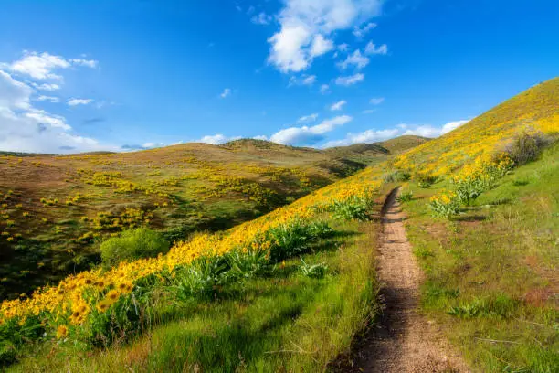 Blooming yellow flowers in nature with a hiking trail
