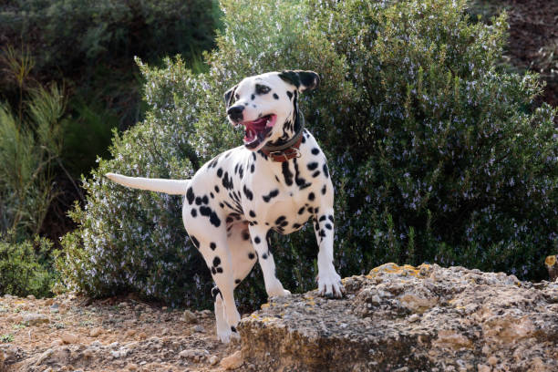 dalmatiner hund posiert und spielt auf dem feld - pointer stick stock-fotos und bilder