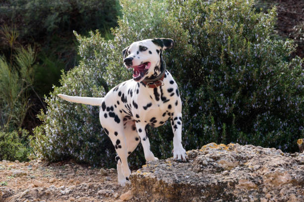 cão dálmata posando e jogando no campo - dálmata - fotografias e filmes do acervo