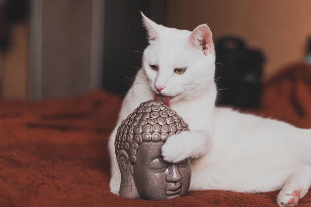 close-up of a white cat next to a buddha statue