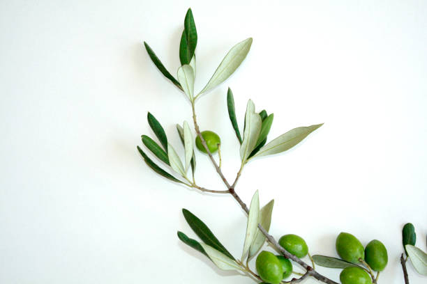 istock Olive branch with green olives isolated on white background. 1206688749