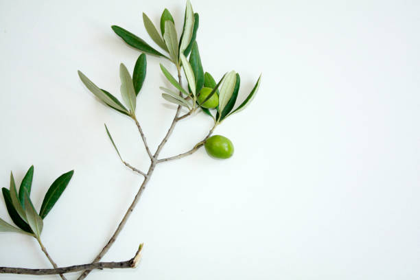 istock Olive branch with green olives isolated on white background. 1206688750