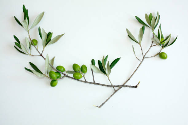 istock Olive branch with green olives isolated on white background. 1206688932