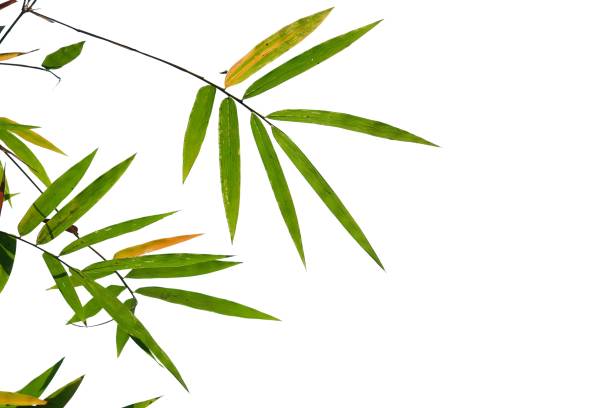 istock Tropical bamboo leaves on white isolated background for green foliage backdrop 1206689132