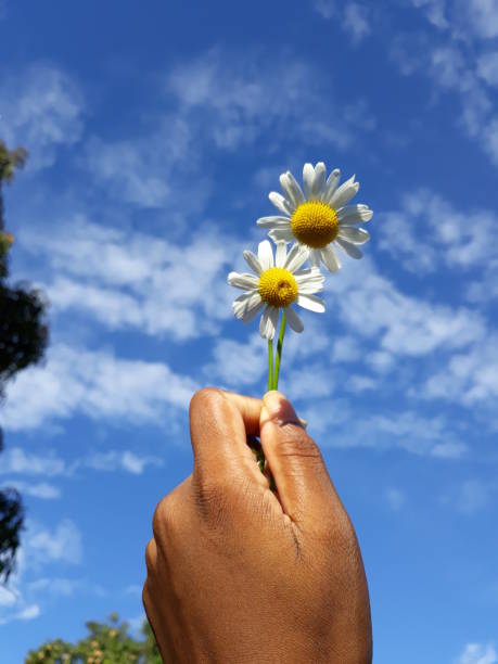 istock A Pair of Daisies at Sunset 1206689158