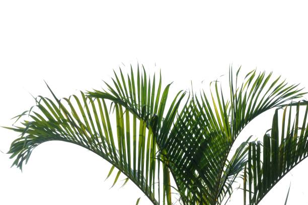 istock Tropical palm leaves with branches on white isolated background 1206689170