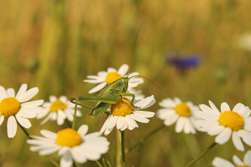 a green long horned grasshopper at camomile flowers in the dutch countryside in springtime and a green background
