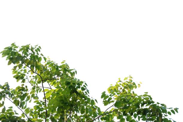 istock Tropical tree leaves on white isolated background for green foliage backdrop 1206689711
