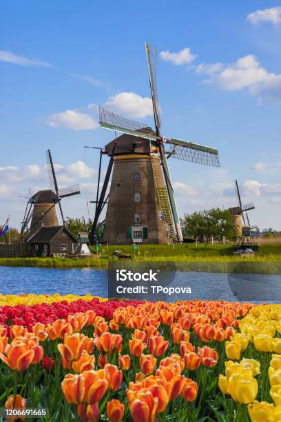 Windmühlen Und Blumen In Den Niederlanden Stockfoto und mehr Bilder von Rotterdam - Rotterdam, Niederlande, Landschaft