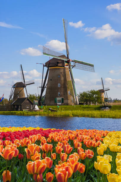 mulini a vento e fiori nei paesi bassi - zaandam foto e immagini stock