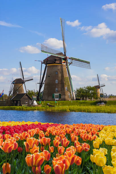 windmills and flowers in netherlands - zaandam imagens e fotografias de stock