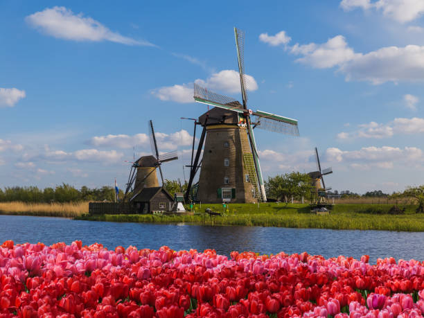 istock Windmills and flowers in Netherlands 1206691736