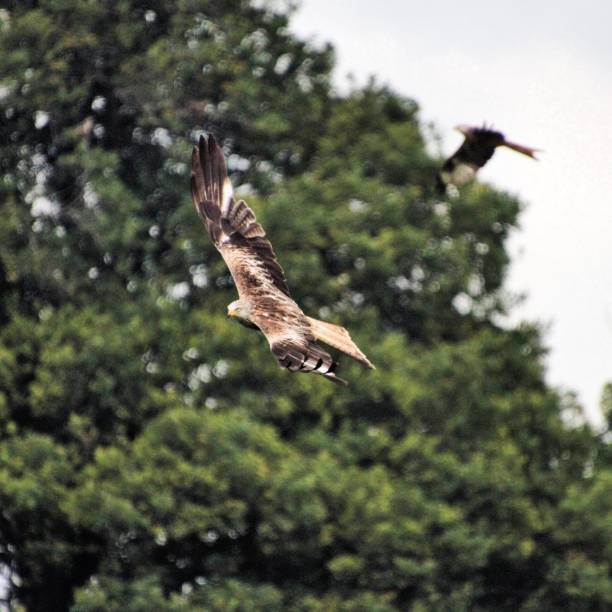 istock A view of a Red Kite in flight 1206692851